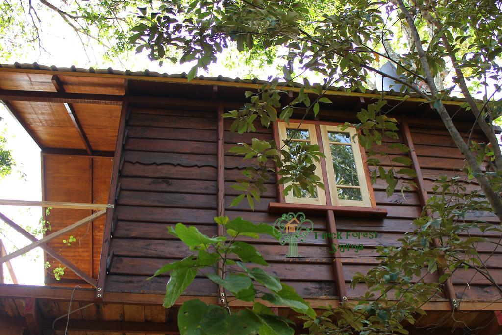 The Thick Forest Сигирия Стая снимка